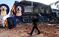 Terremoto de 7.4: Ejército de Colombia presenta a su equipo canino que realiza labores de rescate