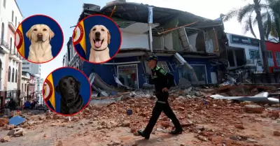 Ej�rcito de Colombia presenta a su equipo canino