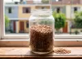 Colocar un recipiente con lentejas cerca de una ventana: �para qu� sirve y por qu� lo recomiendan?