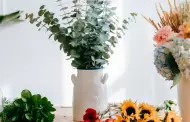 Estas son las cinco plantas que recomiendan NO tener dentro de casa: pueden atraer energ�a negativa