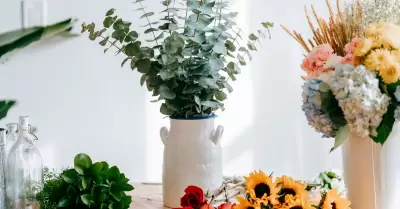 Plantas que debes evitar dentro de casa.