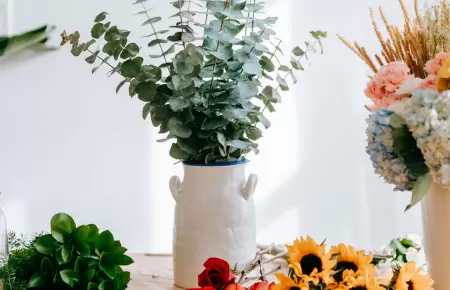Plantas que debes evitar dentro de casa.