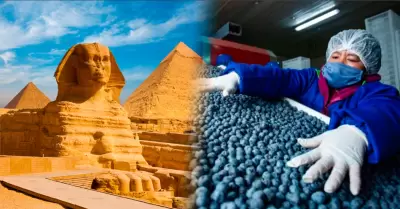 Los ar�ndanos peruanos llegar�n a Egipto.