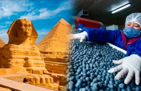 Los ar�ndanos peruanos llegar�n a Egipto.