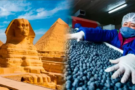 Los ar�ndanos peruanos llegar�n a Egipto.