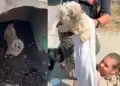 Rescatan a perrita atrapada en una alcantarilla que llevaba un mes perdida
