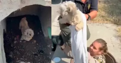 Perrita rescatada de alcantarilla