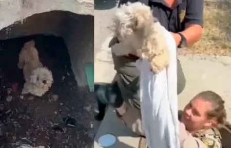 Perrita rescatada de alcantarilla