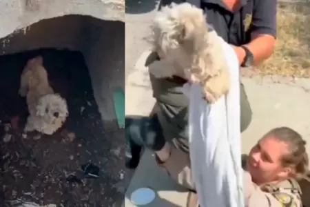 Perrita rescatada de alcantarilla