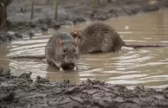 Intensas lluvias en Lima Sur: Minsa anuncia cómo actuar para prevenir el dengue y la leptospirosis