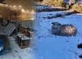 Nevada en Vilavilani deja da�os y urge 500 pacas de forraje