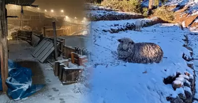 La nevada en Vilavilani afecta a los animales.
