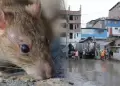 Lima Sur registr� 28 pacientes positivos de leptospirosis: "Todos ya salieron del cuadro"