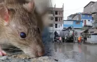 Lima Sur registró 28 pacientes positivos de leptospirosis: "Todos ya salieron del cuadro"