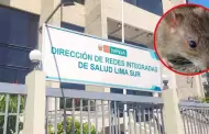 Lima Sur registró 28 pacientes positivos de leptospirosis: "Todos ya salieron del cuadro"