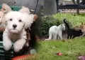Hasta seis a�os de c�rcel: plantean endurecer penas por maltrato y abandono de animales