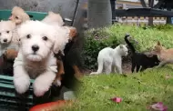 Hasta seis años de cárcel: plantean endurecer penas por maltrato y abandono de animales