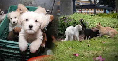 Protecci�n de animales dom�sticos o silvestres