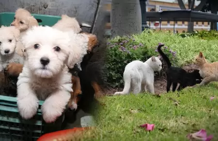 Protecci�n de animales dom�sticos o silvestres