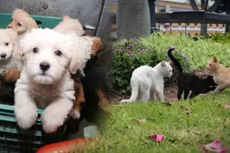Protecci�n de animales dom�sticos o silvestres
