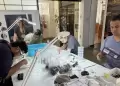 Piura: Talara guarda un tesoro f�sil, tigres dientes de sable y mastodontes hallados en Pampa La Brea