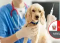 Vacunas para perros: Minsa anuncia campa�a GRATUITA para este 22 y 23 de agosto