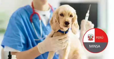 Minsa anuncia campa�a gratuita para perros