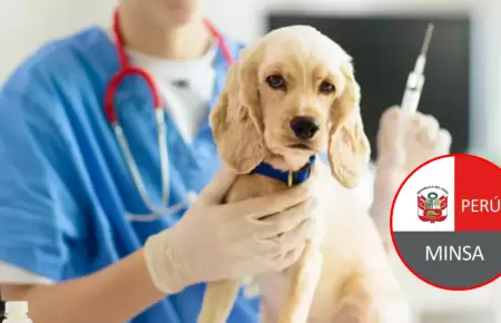 Minsa anuncia campa�a gratuita para perros