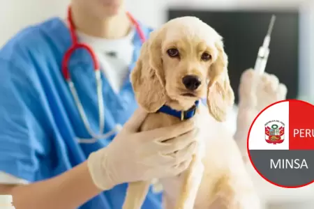 Minsa anuncia campa�a gratuita para perros
