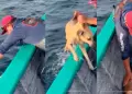 Pescadores hallan y rescatan a un perro que nadaba solo a 1,5 kil�metros de la costa