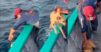 El perro fue rescatado en altamar.