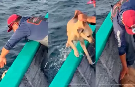 El perro fue rescatado en altamar.