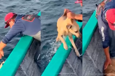 El perro fue rescatado en altamar.