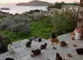 Grecia busca voluntarios para vivir gratis en una isla a cambio de cuidar gatos: incluyen alojamiento y desayuno