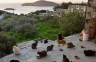 Grecia busca voluntarios para vivir gratis en una isla a cambio de cuidar gatos: incluyen alojamiento y desayuno