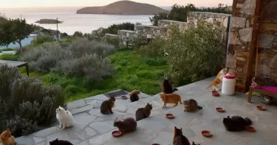 Grecia busca voluntarios para cuidar gatos