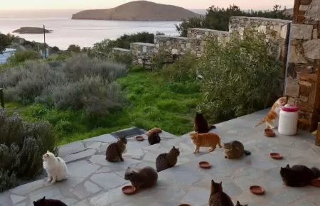 Grecia busca voluntarios para cuidar gatos