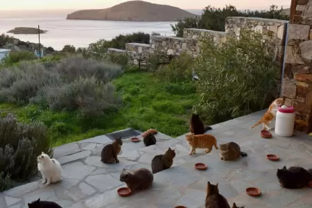 Grecia busca voluntarios para cuidar gatos