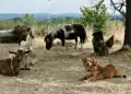 �Buscas vivir gratis en Portugal? Ofrecen comida y alojamiento a cambio de cuidar animales