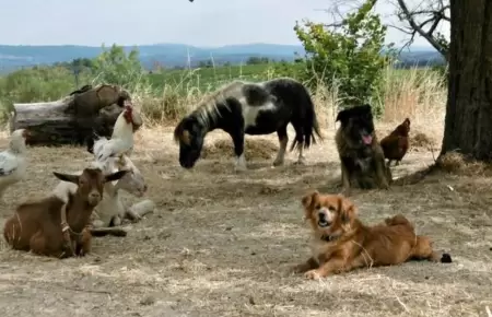 Refugio en Portugal busca voluntarios