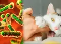 Ara�azo de gato: INS advierte sobre s�ntomas de la enfermedad causada por Bartonella henselae