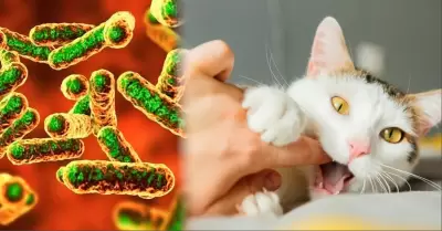 La enfermedad del gato se transmite por ara�azos