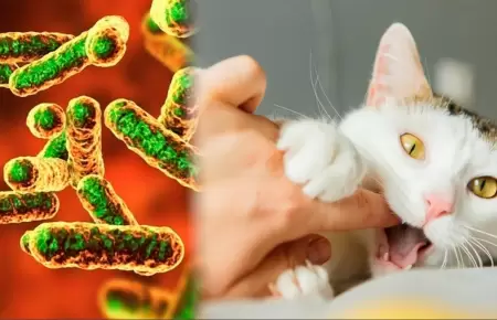 La enfermedad del gato se transmite por ara�azos