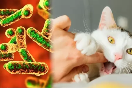 La enfermedad del gato se transmite por ara�azos