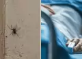 Adolescente fallece en Arequipa tras mordedura de ara�a: fue diagnosticada con insuficiencia renal aguda