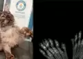Gato con 29 dedos: felino supera merca Guinness y hace historia en Estados Unidos
