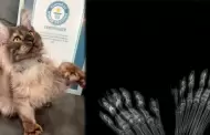 Gato con 29 dedos: felino supera merca Guinness y hace historia en Estados Unidos