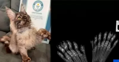 El gato obtuvo r�cord Guinness
