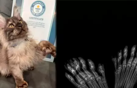 El gato obtuvo r�cord Guinness