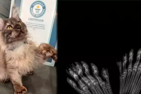 El gato obtuvo r�cord Guinness